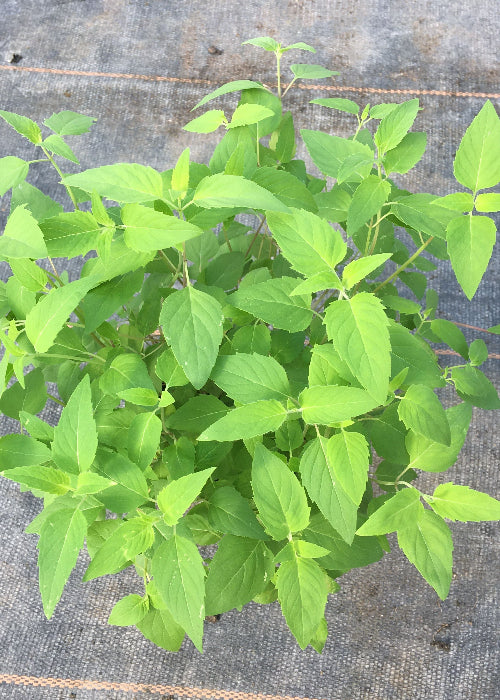 Bio Oswegokraut (Monarda fistulosa ssp. menth.) -Topfpflanze