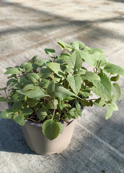 Bio Oswegokraut (Monarda fistulosa ssp. menth.) -Topfpflanze