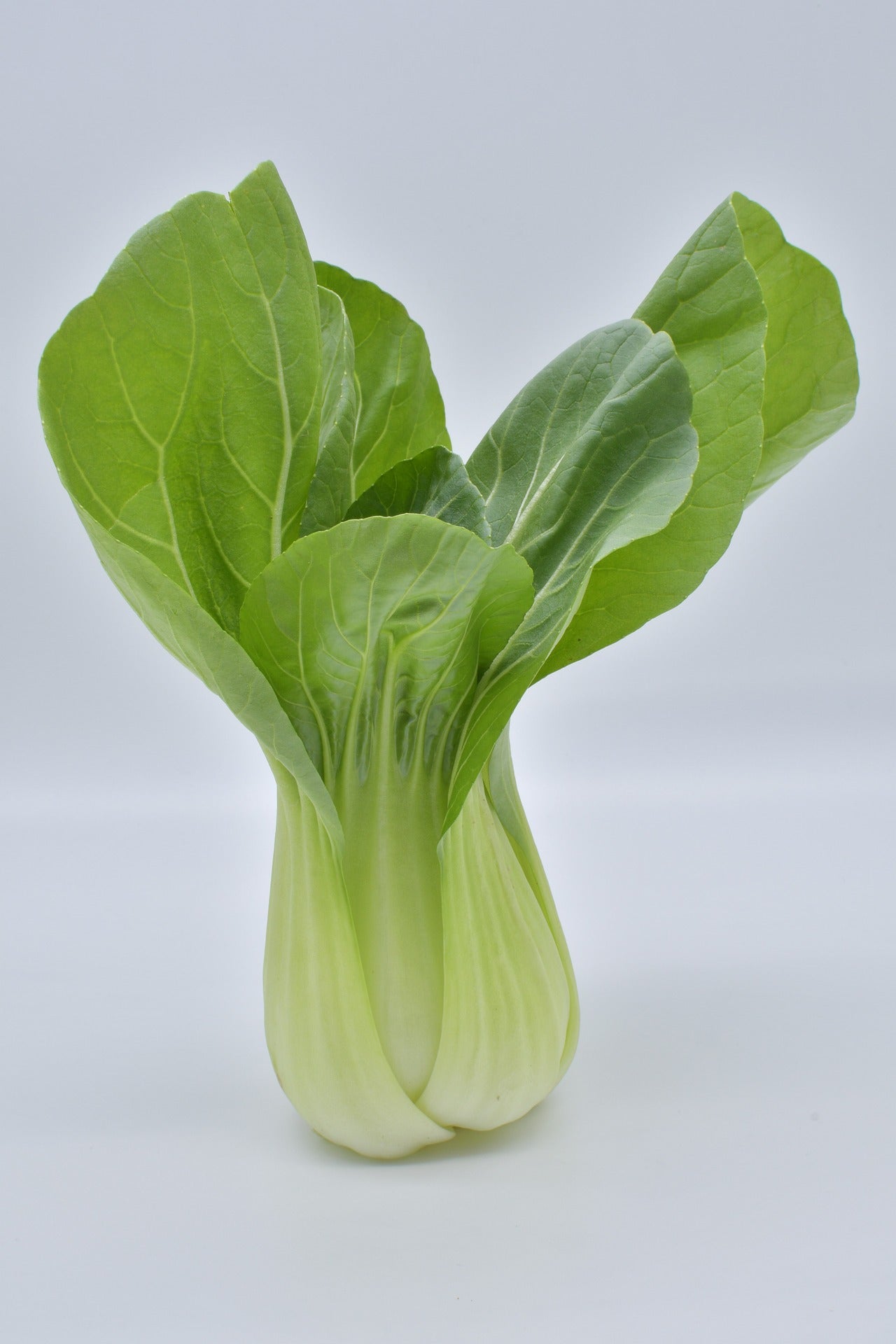 Bio Pak Choi 'White Celery Mustard'- Topfpflanze