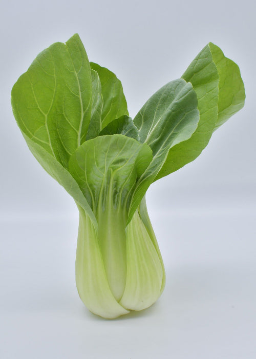 Bio Pak Choi 'White Celery Mustard'- Topfpflanze
