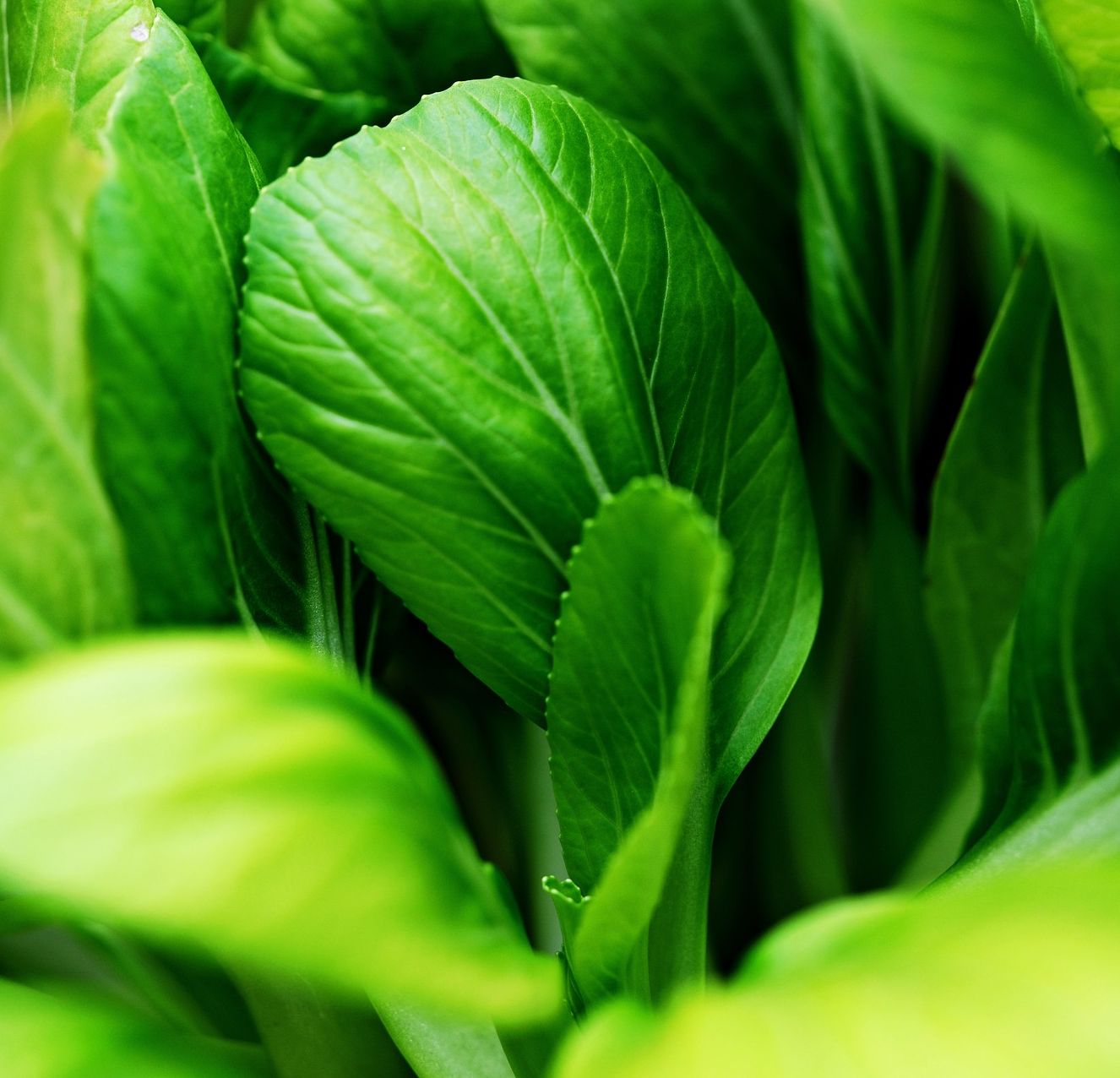 Bio Pak Choi 'White Celery Mustard'- Topfpflanze