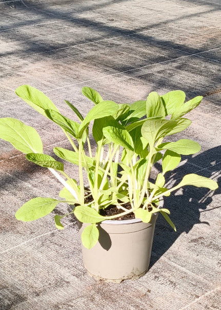 Bio Pak Choi 'White Celery Mustard'- Topfpflanze