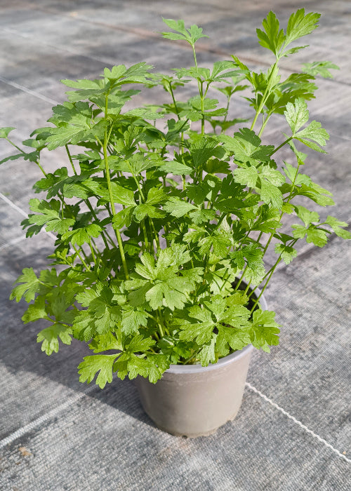 Bio Petersilie, glatt (Petroselinum crispum) - Topfpflanze