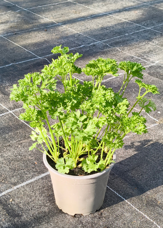 Bio Petersilie, krauss (Petroselinum crispum) - Topfpflanze