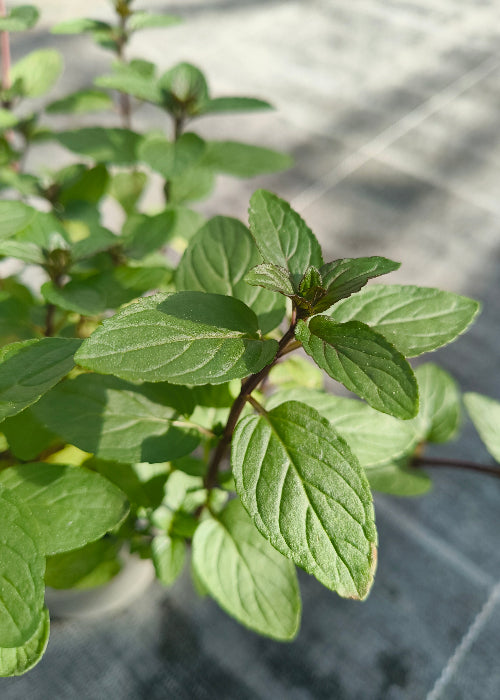 Bio Minze, Pfefferminze (Mentha piperita) - Topfpflanze