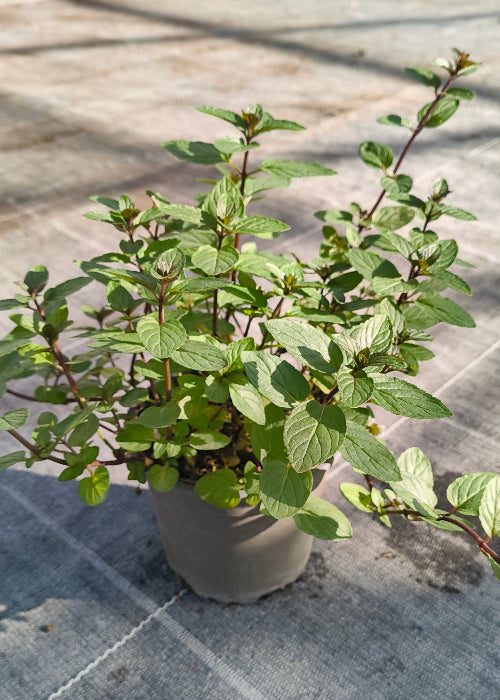 Bio Minze, Pfefferminze (Mentha piperita) - Topfpflanze