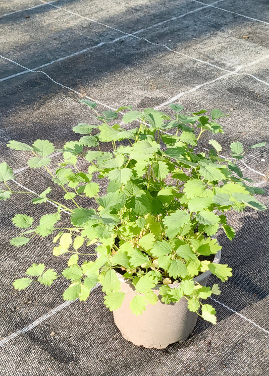 Bio Pimpinelle (Pimpinella sanquisorba minor) - Topfpflanze