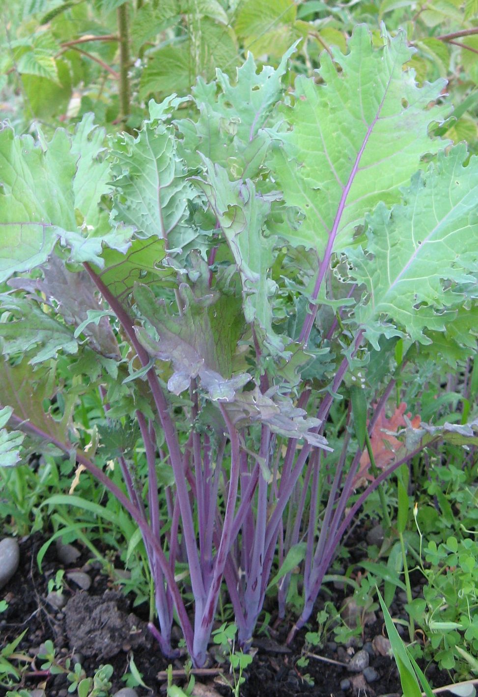 Bio Blattkohl 'Red Russian Kale' - Topfpflanze