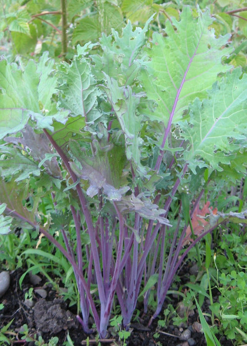 Bio Blattkohl 'Red Russian Kale' - Topfpflanze