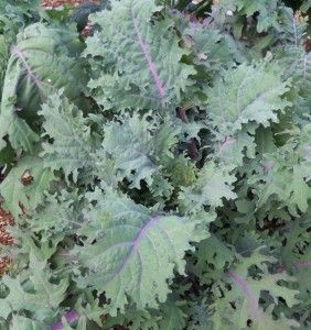 Bio Blattkohl 'Red Russian Kale' - Topfpflanze