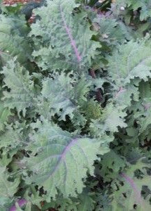 Bio Blattkohl 'Red Russian Kale' - Topfpflanze