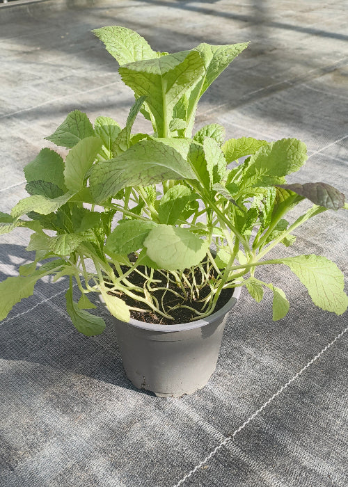 Bio Asiasalat 'Red Giant' - Topfpflanze