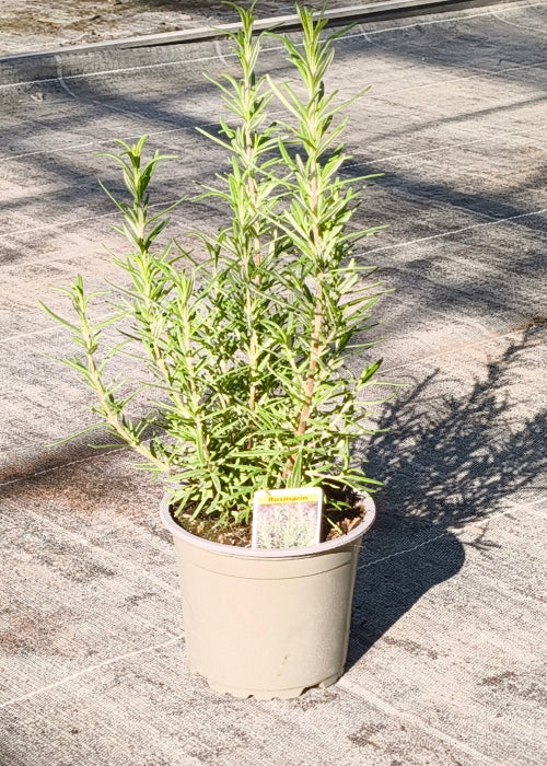 Bio Rosmarin (Rosmarinus officinalis) - Topfpflanze