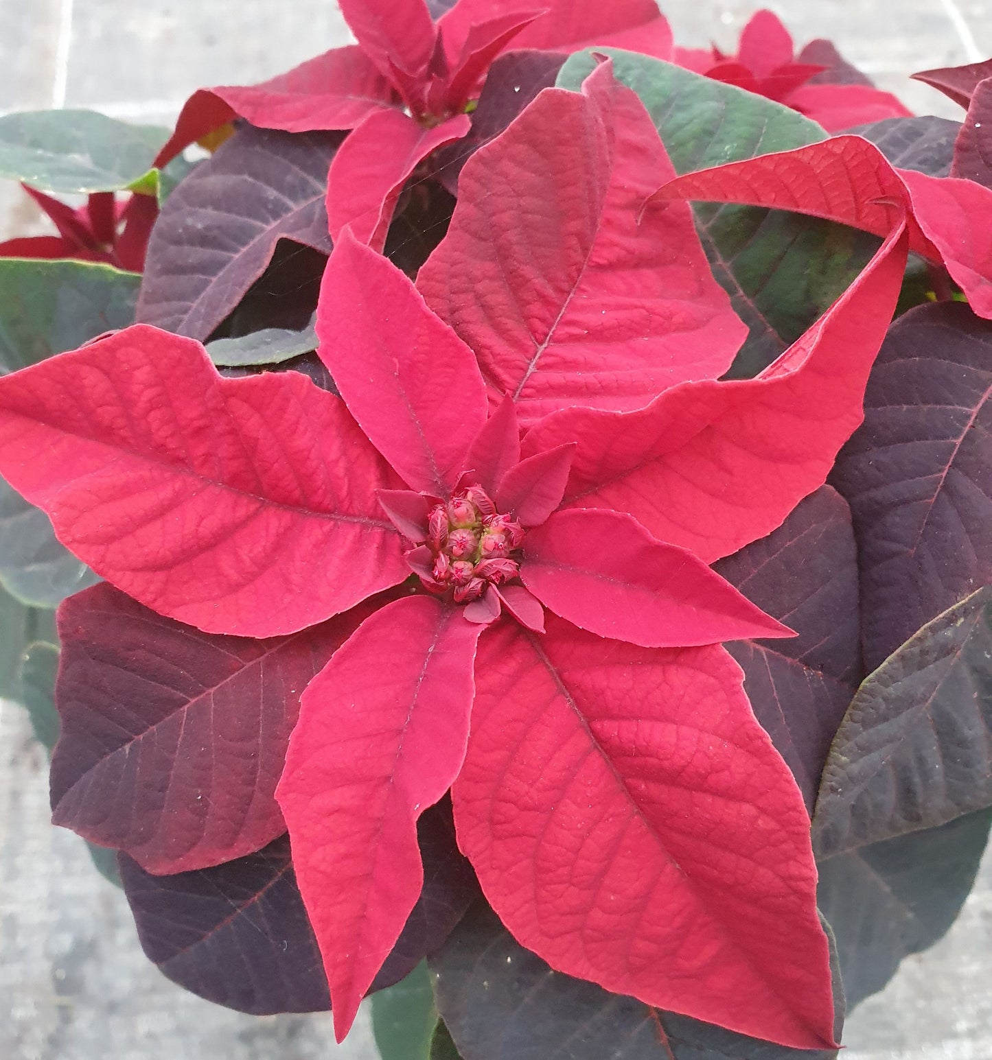 Bio Stern (Euphorbia pulcherrima) - Topfpflanze