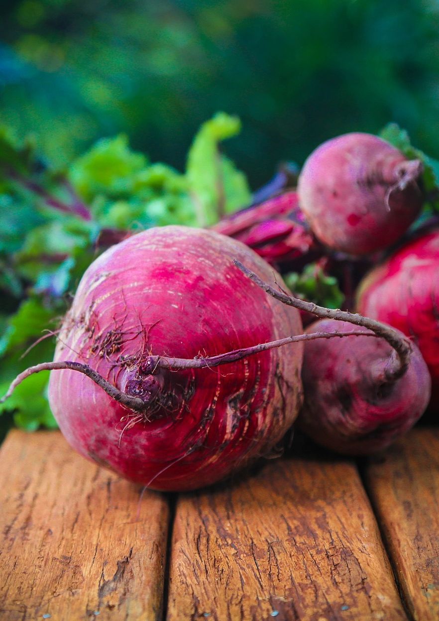 Bio Rote Bete 'Jannis' - Topfpflanze