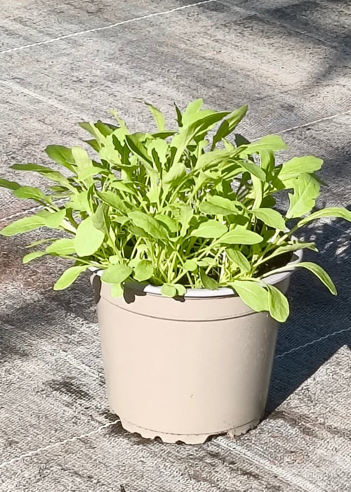 Bio Rucola (Diplotaxis tenuifolia) - Topfpflanze