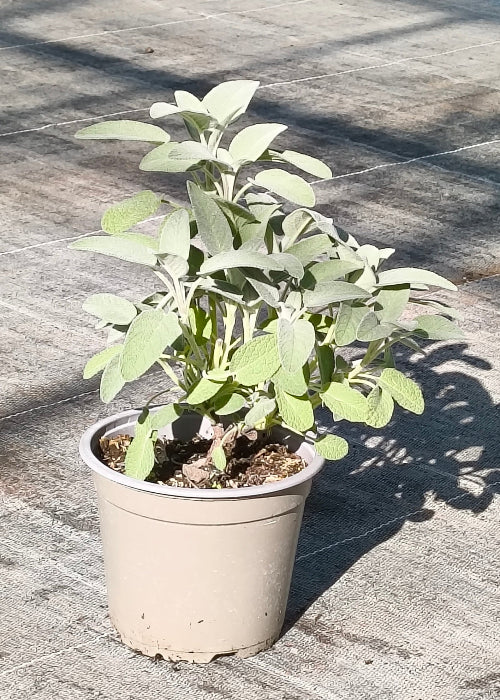 Bio Salbei (Salvia officinalis) - Topfpflanze