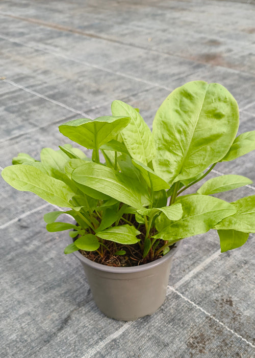 Bio Sauerampfer (Rumex x acetosa) - Topfpflanze