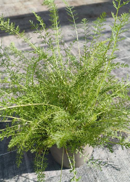 Bio Schafgarbe (Achillea millefolium) - Topfpflanze