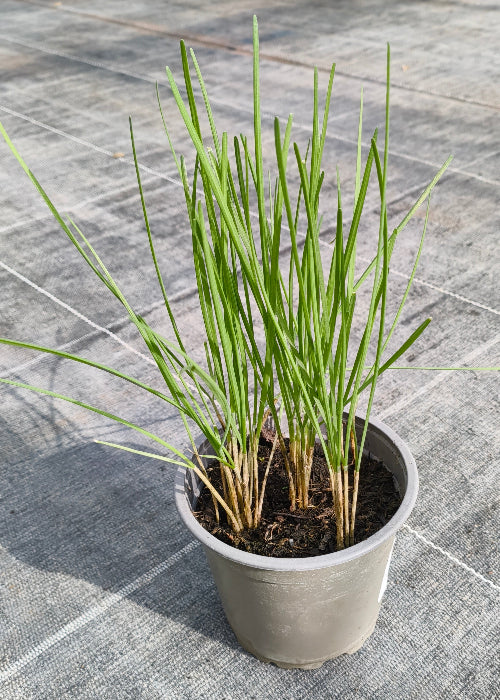 Bio Schnittknoblauch (Allium tuberosum) - Topfpflanze