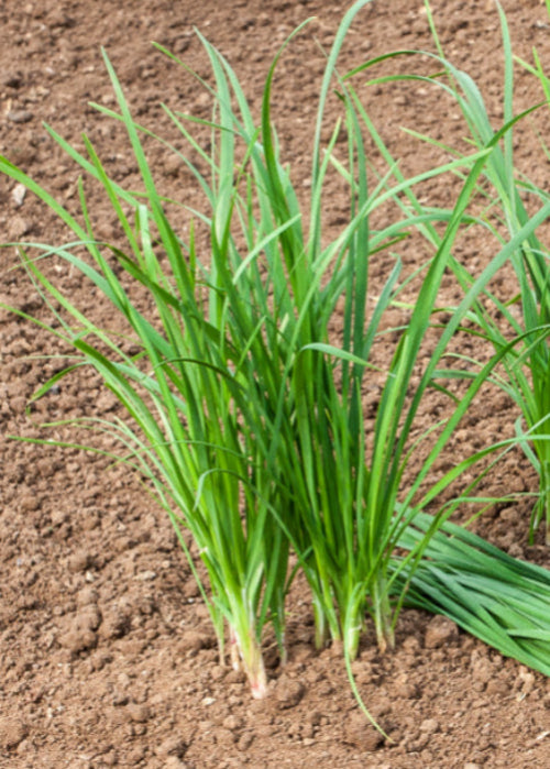 Bio Schnittknoblauch (Allium tuberosum) - Topfpflanze