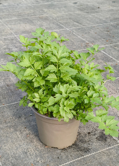 Bio Schnittsellerie (Apium graveolens var. secalinum) - Topfpflanze