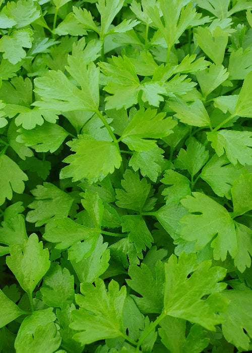 Bio Schnittsellerie (Apium graveolens var. secalinum) - Topfpflanze