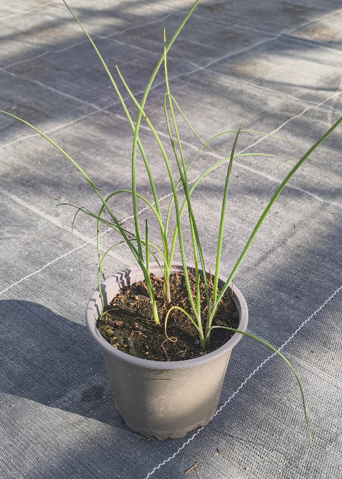 Bio Schnittzwiebel (Winterhecke) - Topfpflanze