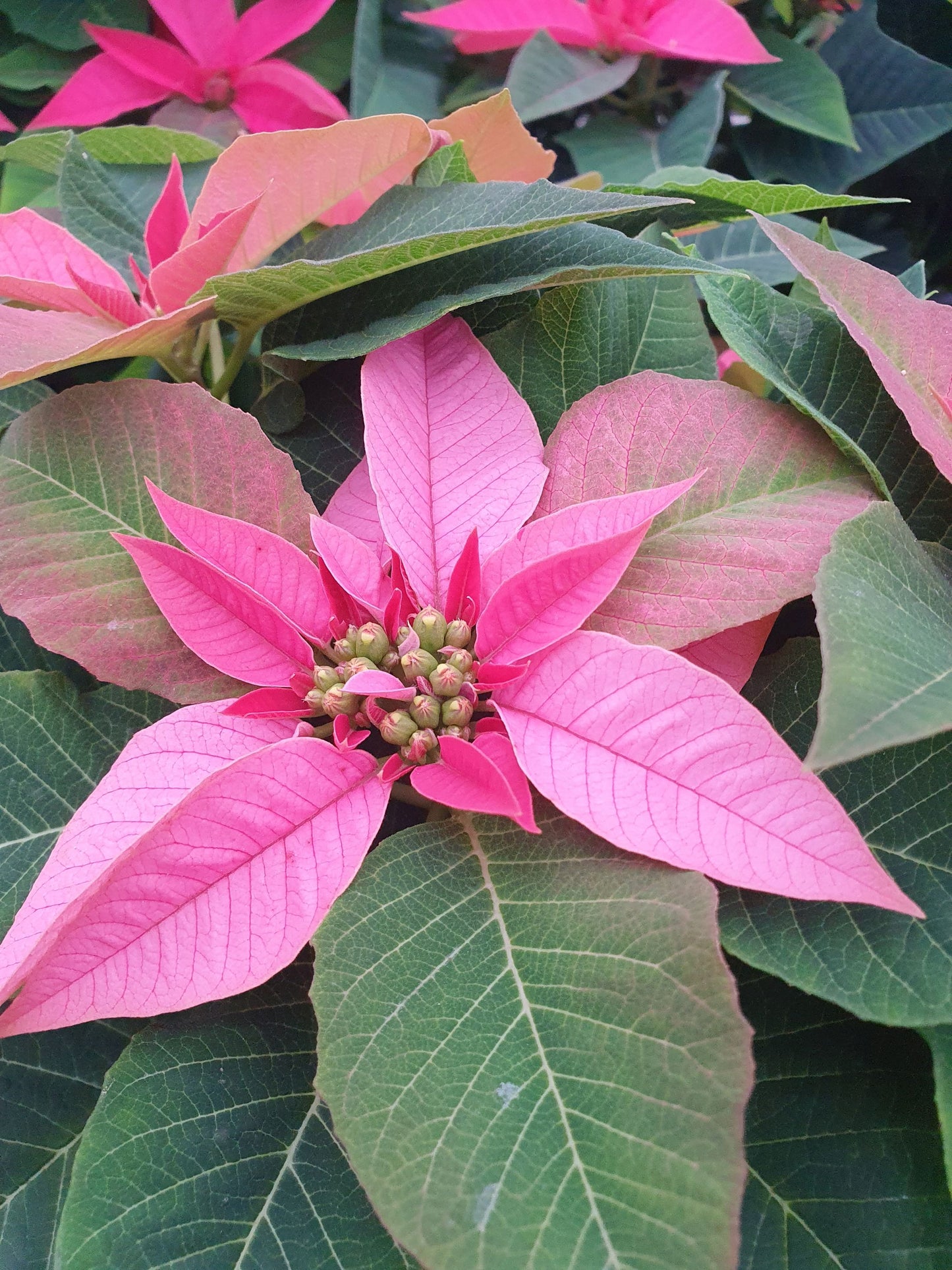 Bio Stern (Euphorbia pulcherrima) - Topfpflanze