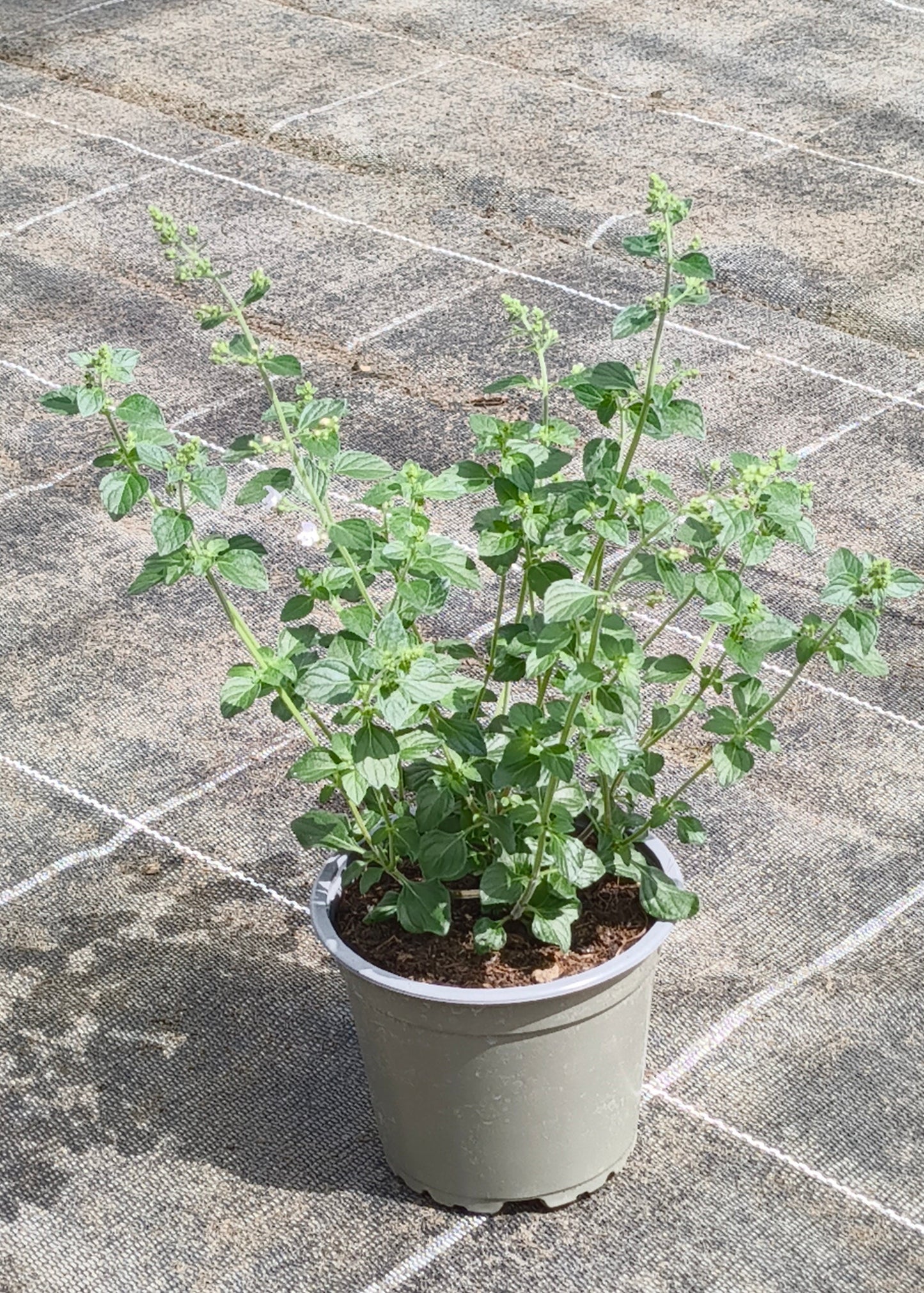 Bio Steinquendel (Calamintha nepeta) - Topfpflanze
