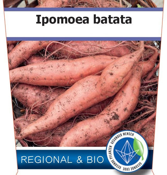 Bio Süßkartoffel Early Orange' (Ipomoea batatas) – Topfpflanze, Versand ab KW17