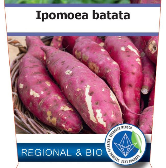 Bio Süßkartoffel 'Erato White' (Ipomoea batatas) – Topfpflanze, Versand ab KW17