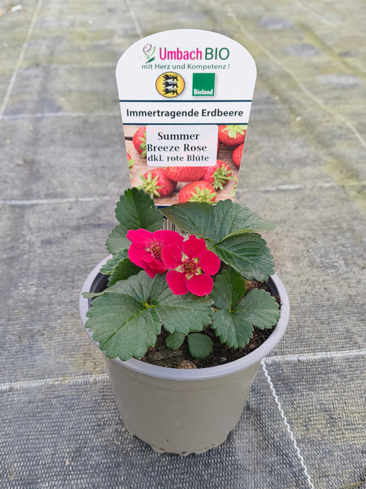 Bio Erdbeere, immertragend "Summer Breeze" (Fragaria) - Topfpflanze