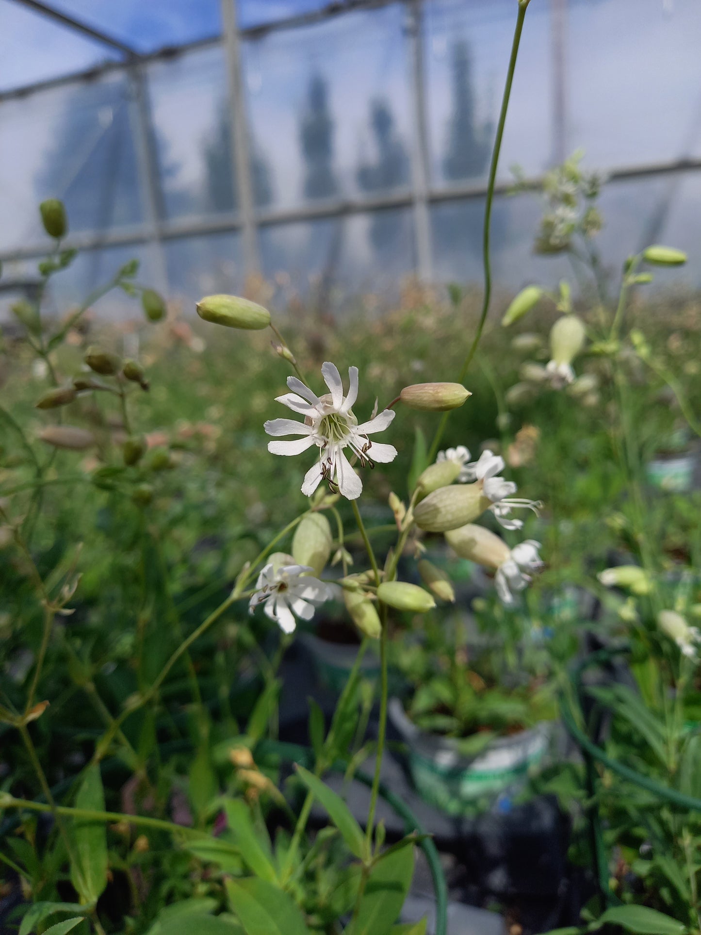 Bio Taubenkropfleimkraut (Silene vulgaris) - Topfpflanze