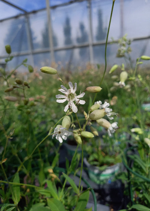 Bio Nickendes Leimkraut (Silene nutans) - Topfpflanze