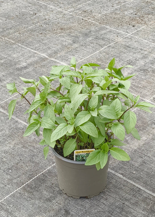 Bio Thai-Basilikum (Ocimum basilicum var. thyrsiflora) - Topfpflanze