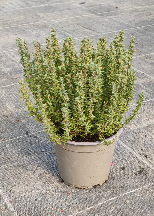 Bio Thymian (Thymus vulgaris) - Topfpflanze