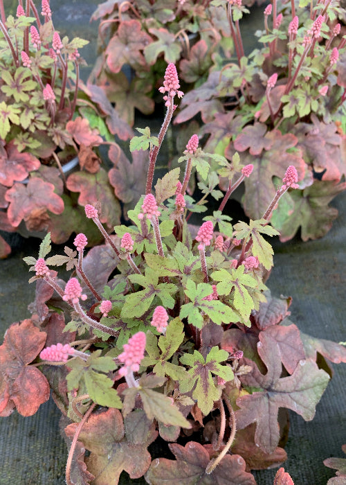 Bio Schaumblüte (Tiarella cordifolia) - Topfpflanze