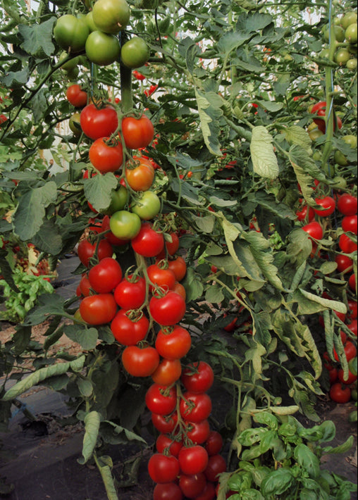 Bio Tomate 'Moneymaker' (Solanum lycopersicum) - Topfpflanze, Versand ab KW17