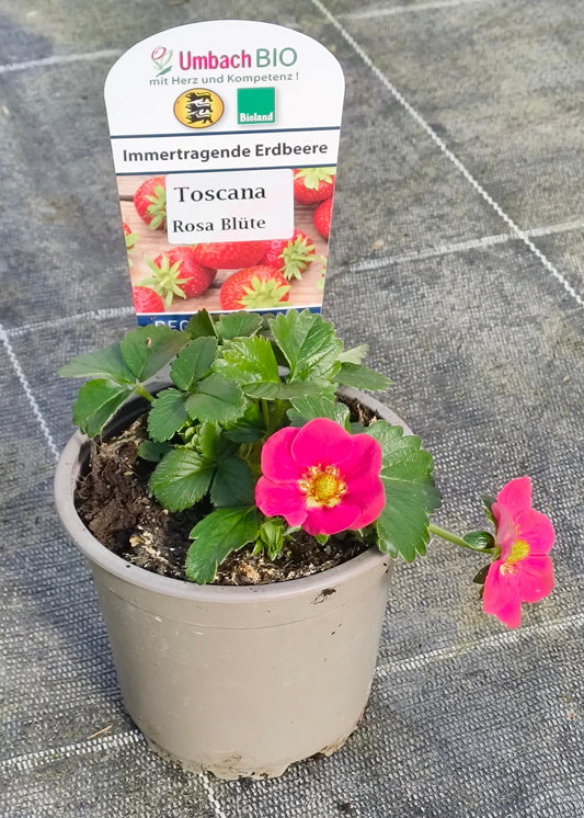 Bio Erdbeere, immertragend "Toscana" (Fragaria) - Topfpflanze
