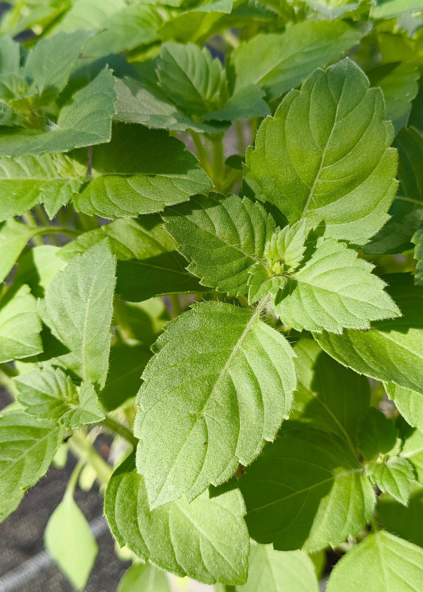 Bio Tulsi - Heiliges Basilikum (Ocimum tenuifolium) - Topfpflanze