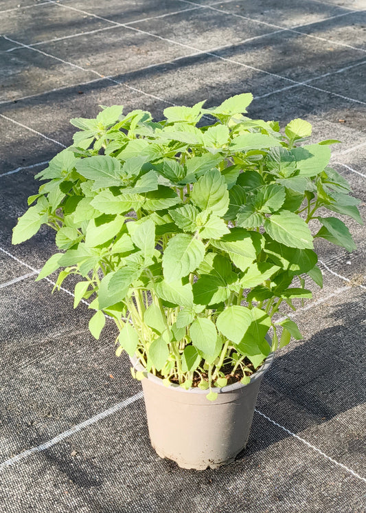 Bio Tulsi - Heiliges Basilikum (Ocimum tenuifolium) - Topfpflanze