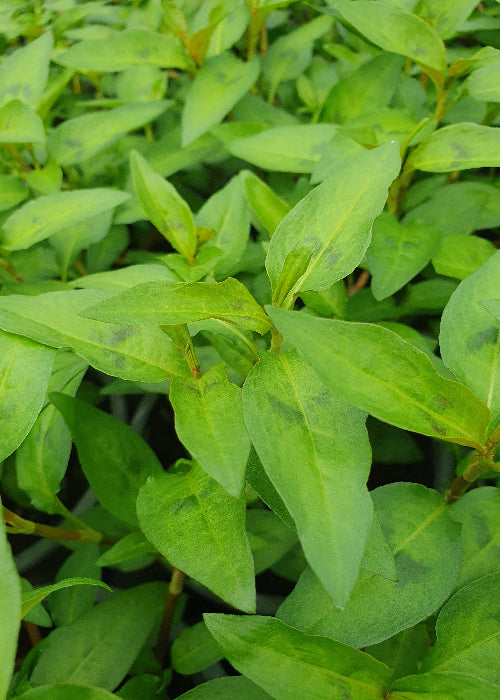 Bio Vietnamesischer Koriander (Polygonum odoratum) - Topfpflanze