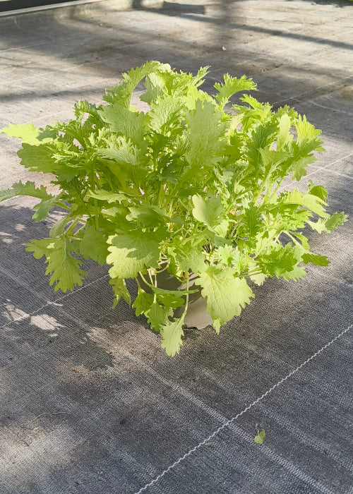 Bio Asiasalat 'Wasabino' - Topfpflanze