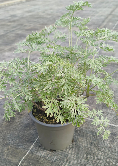 Bio Wermut (Artemisia absinthium) - Topfpflanze