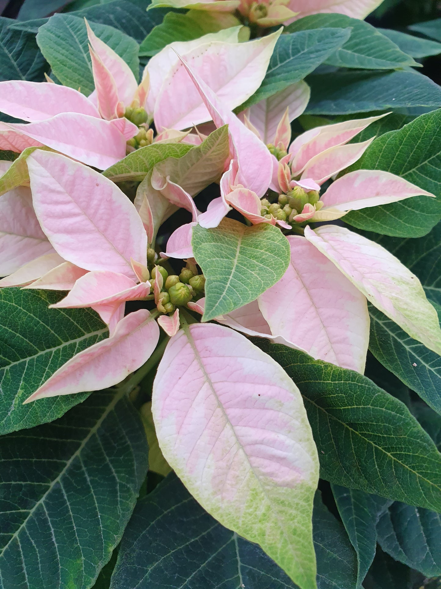Bio Stern (Euphorbia pulcherrima) - Topfpflanze