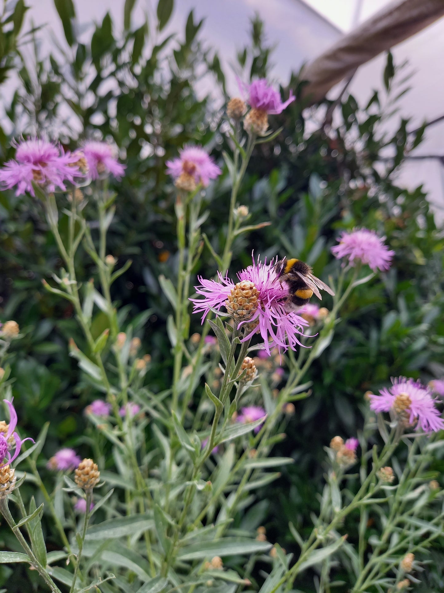 Bio Wiesen-Flockenblume (Centaurea jacea) - Topfpflanze
