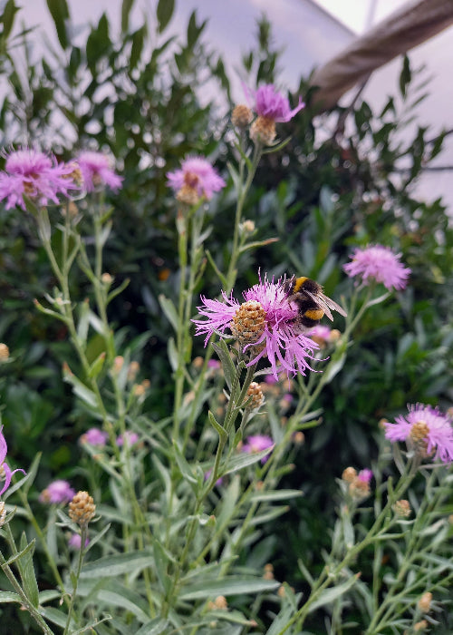 Bio Wiesen-Flockenblume (Centaurea jacea) - Topfpflanze