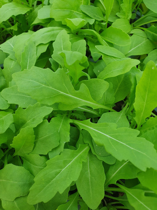 Bio Rucola (Diplotaxis tenuifolia) - Topfpflanze