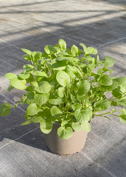 Bio Winterkresse (Barbaraea praecox) - Topfpflanze